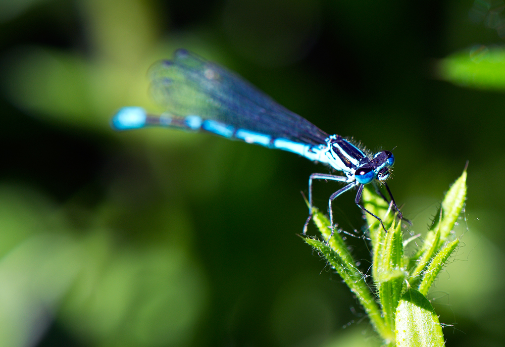 Blaue Augen