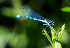 Blaue Augen