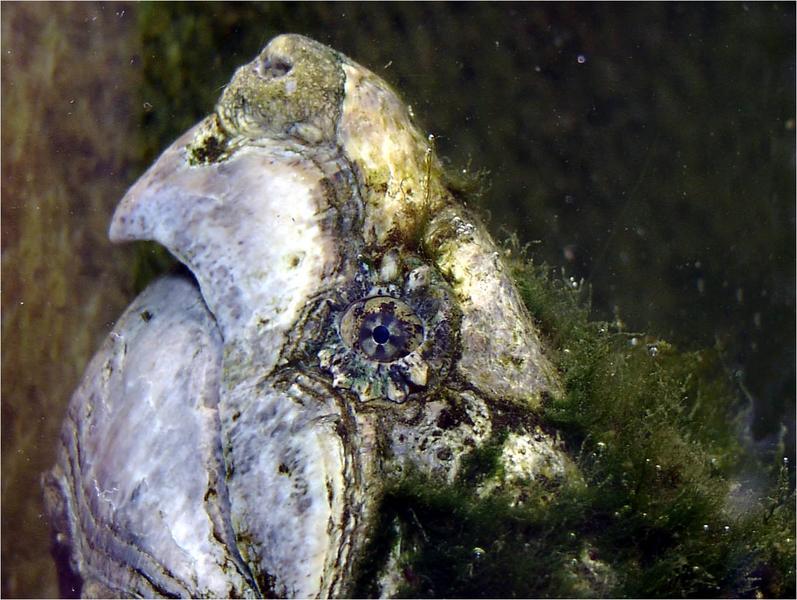 Blaue Augen, grünes Haar