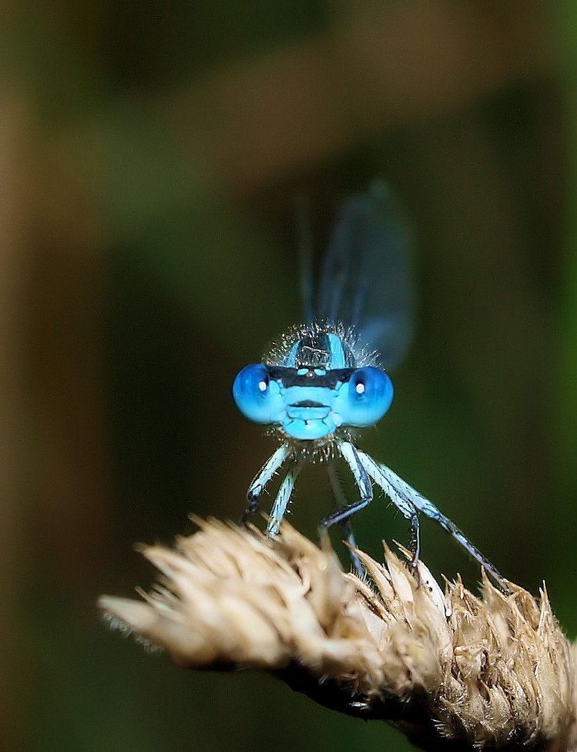 Blaue Augen Himmelstern....