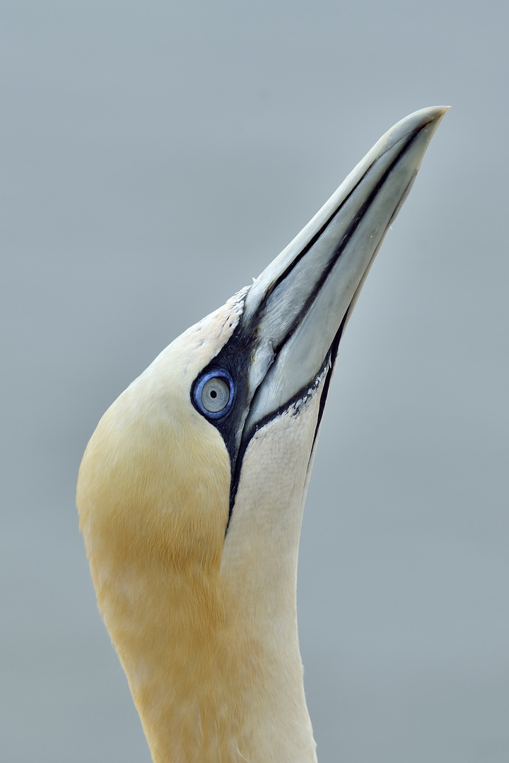 Blaue Augen III