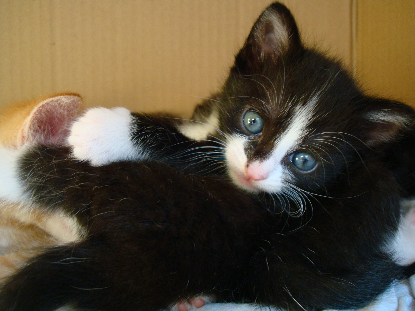 Blaue Augen lügen nicht, Darling. Foto & Bild tiere, tierkinder