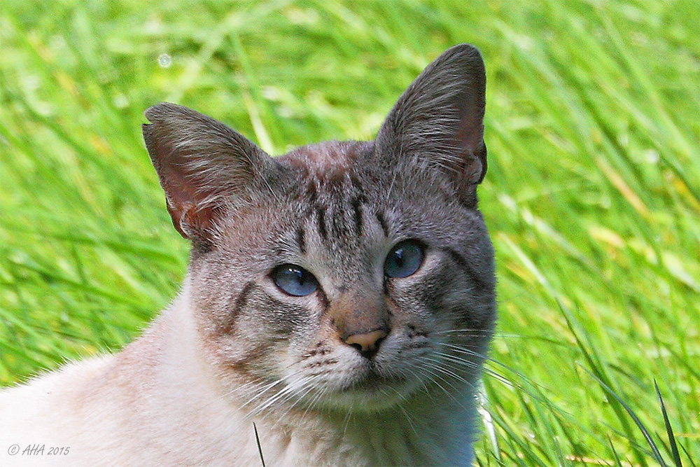 Blaue Augen mit Kreuzblick