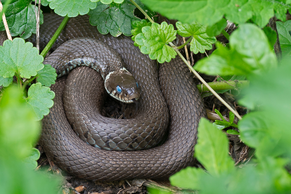 blaue Augen (Natrix natrix)