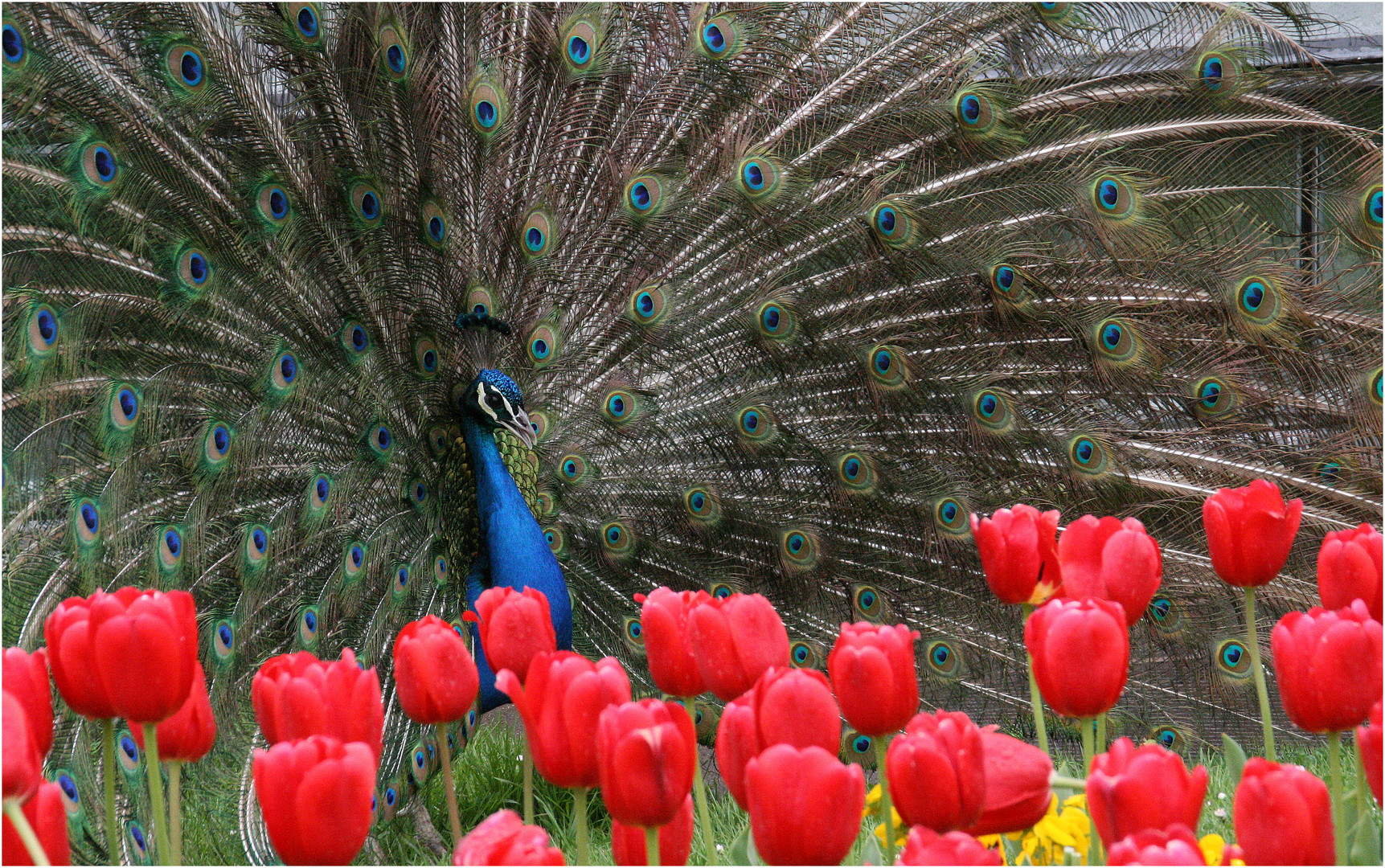 Blaue Augen und rote Tulpen