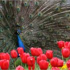 Blaue Augen und rote Tulpen