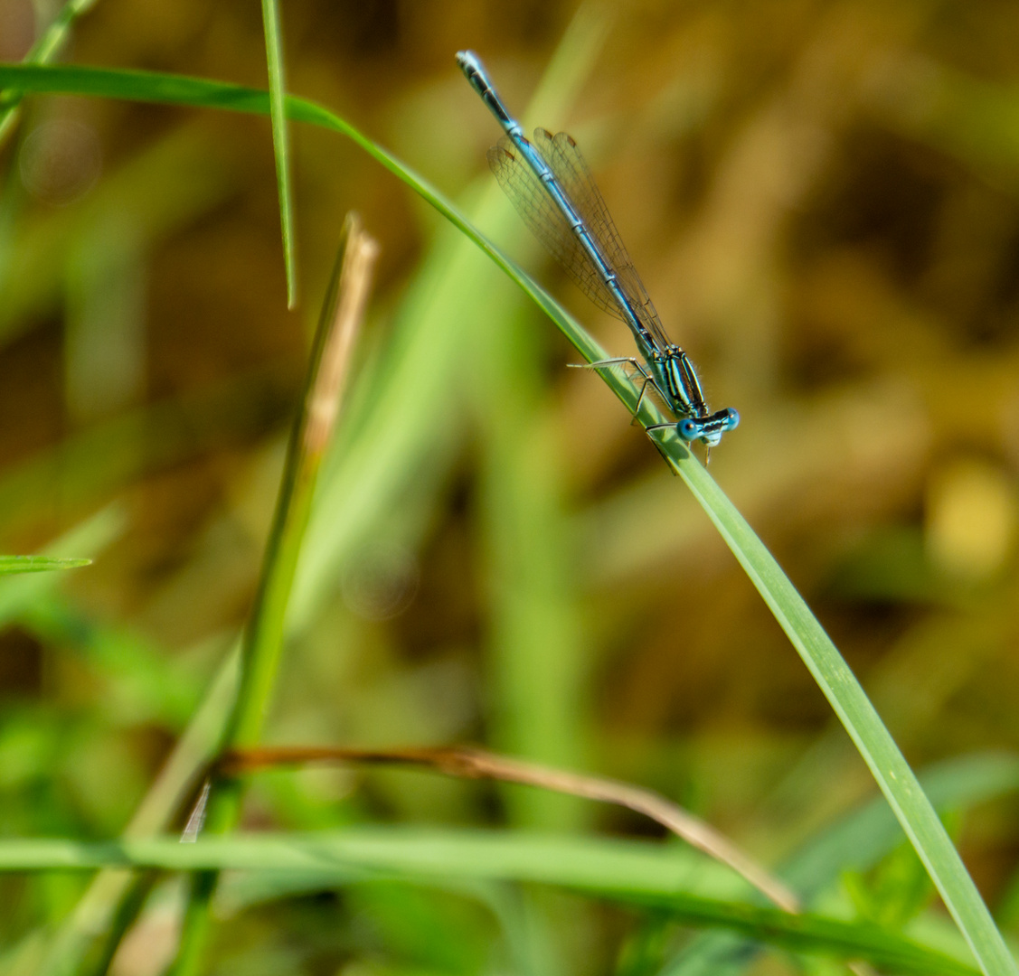 Blaue Augen zum blauen Montag