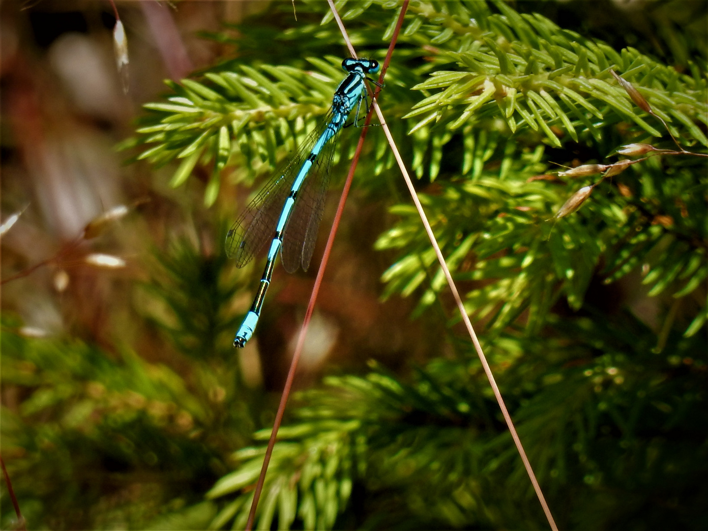 Blaue Azurjungfer