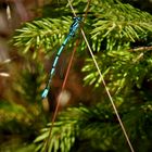 Blaue Azurjungfer