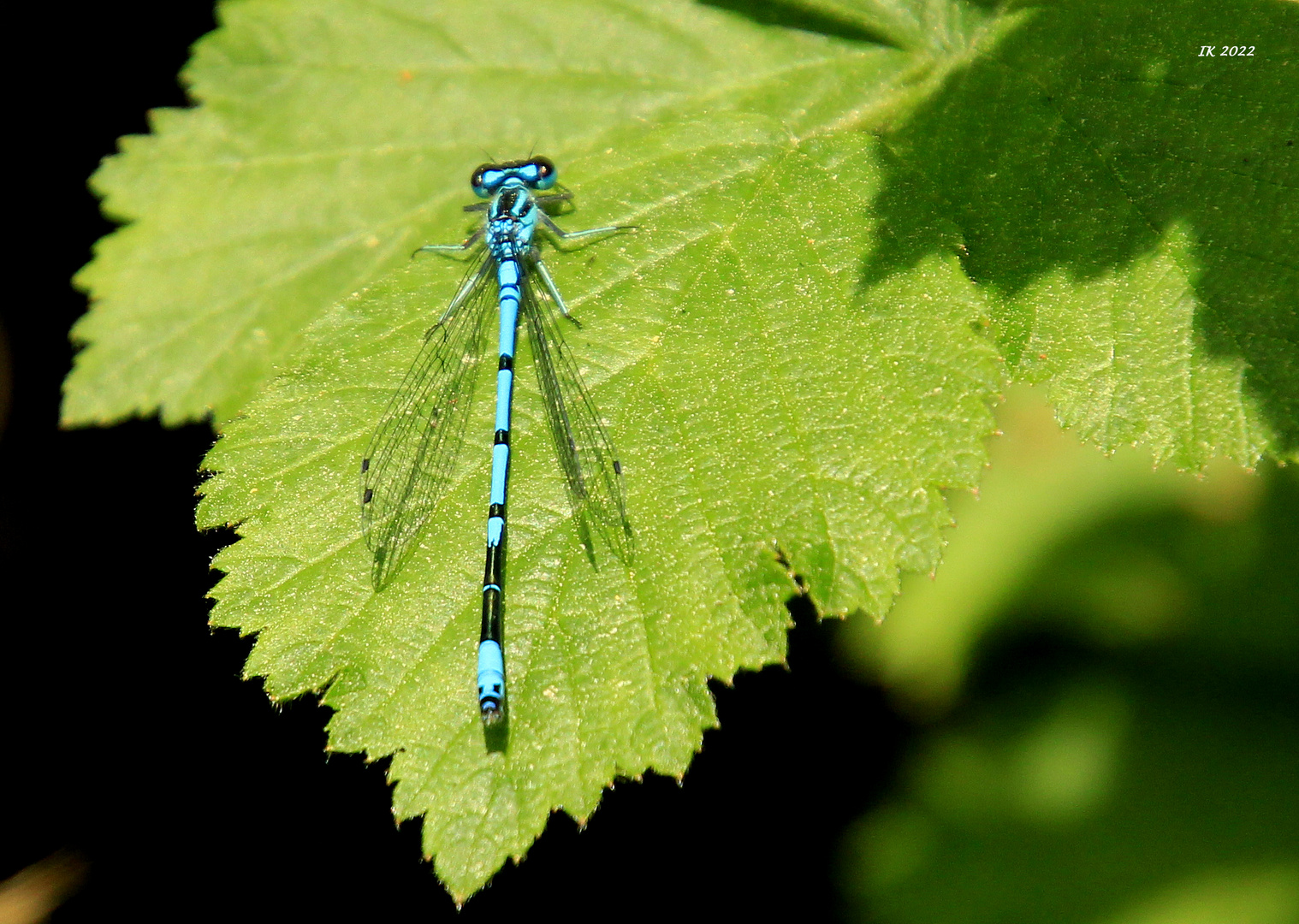 Blaue Azurjungfer