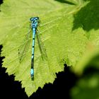 Blaue Azurjungfer