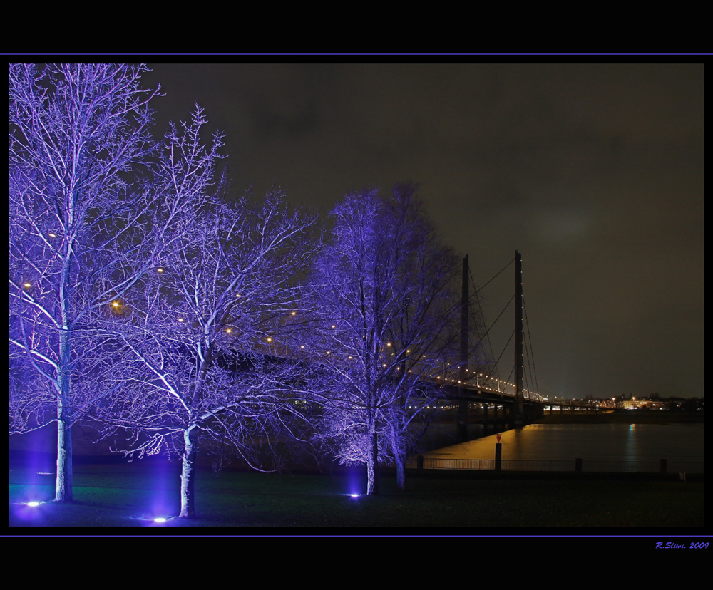 Blaue Bäume an der Rheinkniebrücke