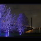 Blaue Bäume an der Rheinkniebrücke