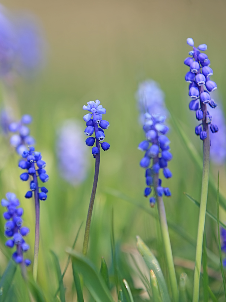 Blaue Ballerinas