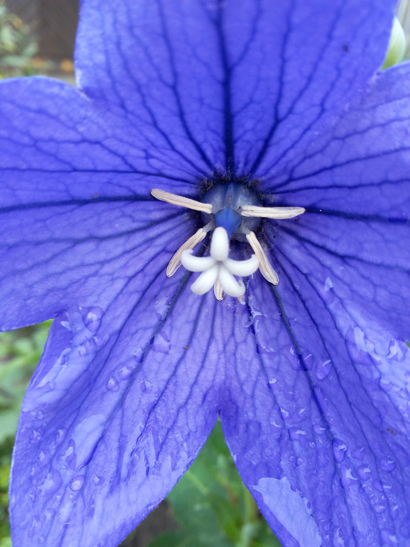 Blaue Ballonblume