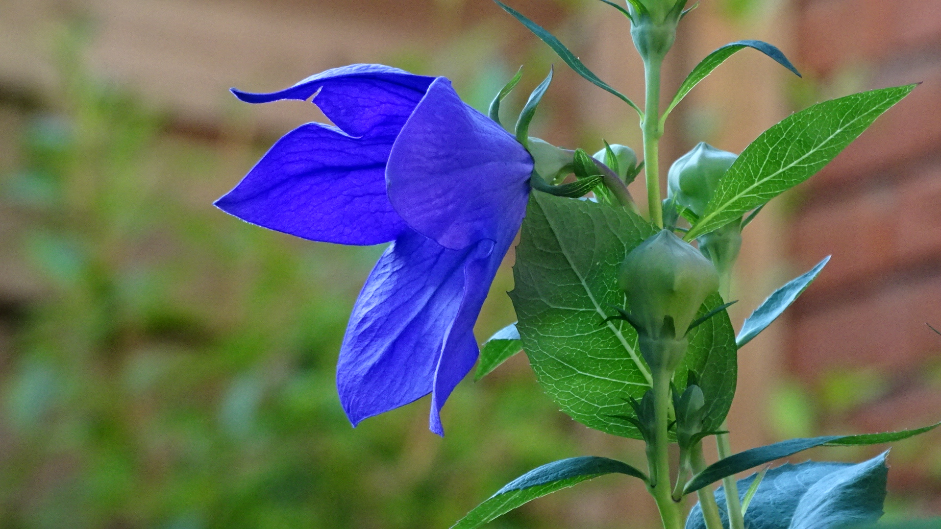 Blaue Ballonblume