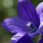 Blaue Ballonblume