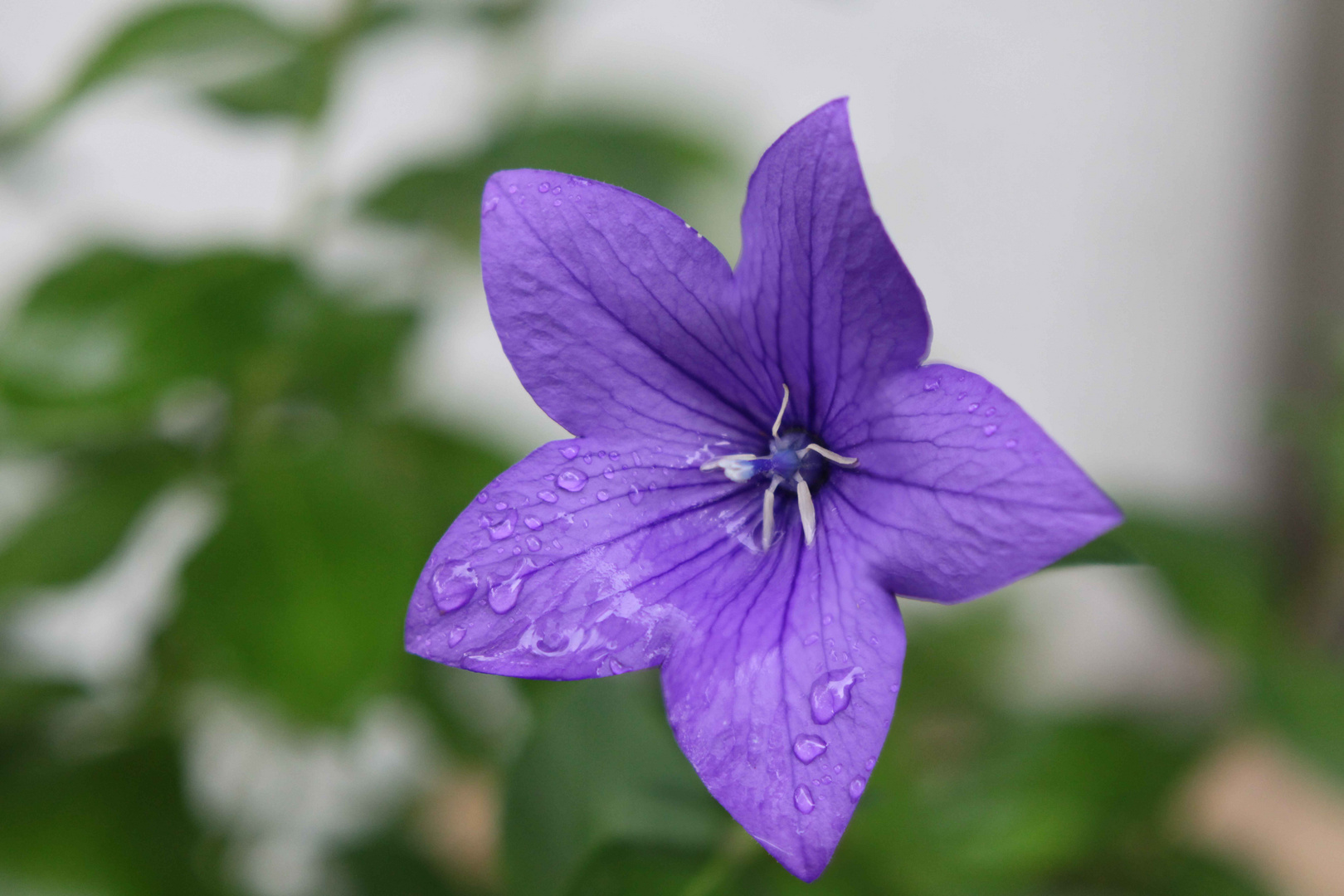 Blaue Balonblume