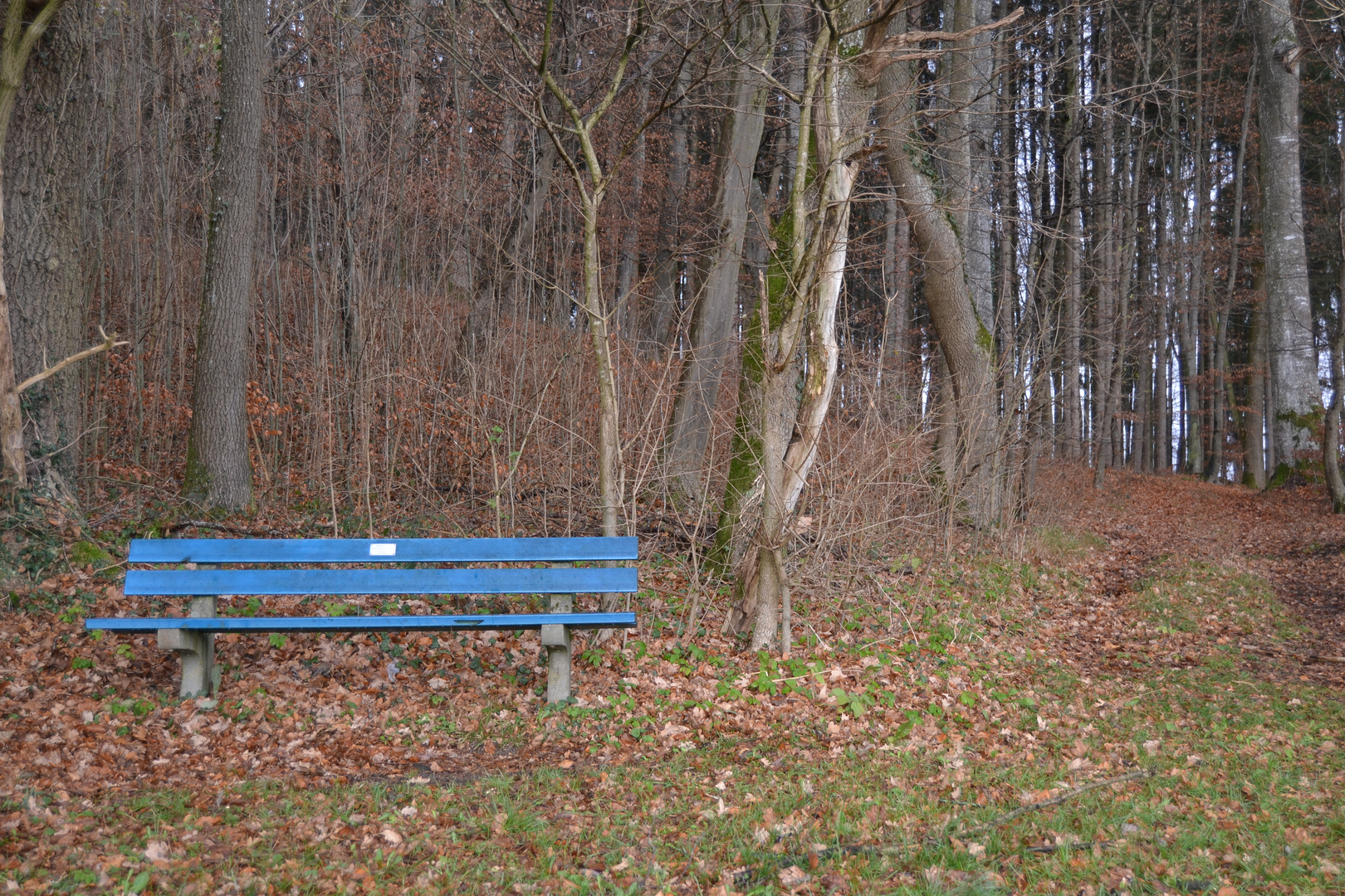 blaue Bank im Wald