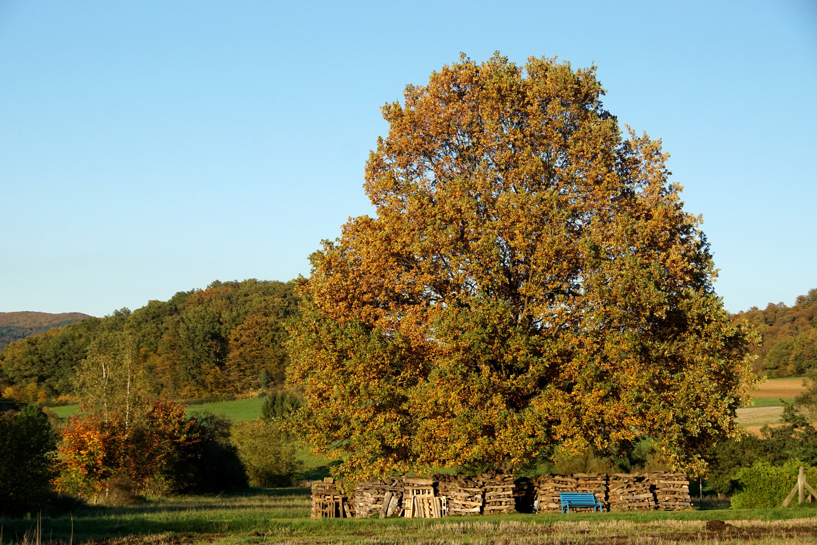 Blaue Bank mit Eiche