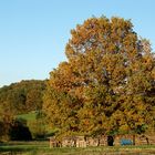 Blaue Bank mit Eiche