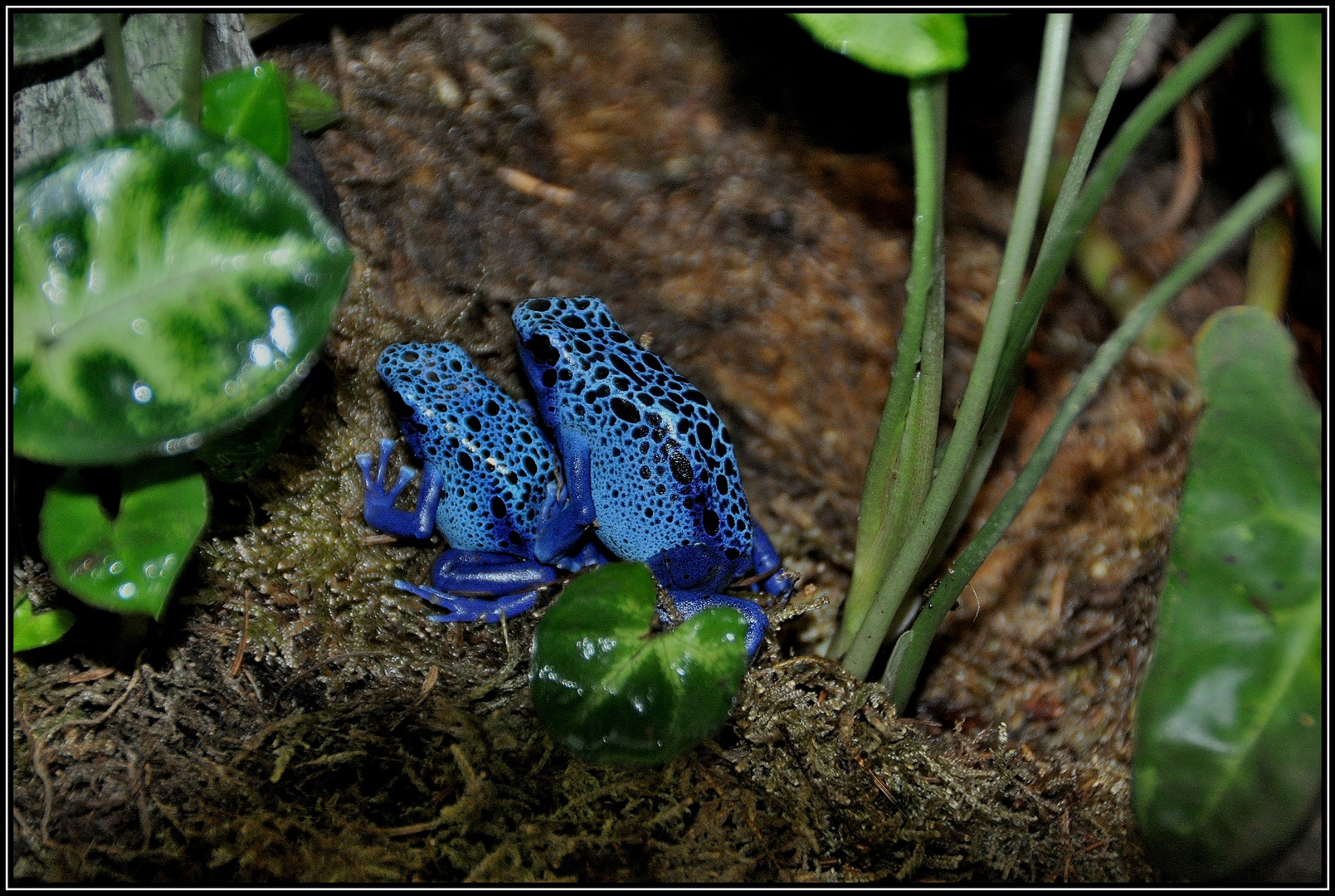 Blaue Baumsteiger