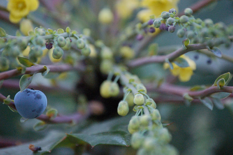 Blaue Beere im Strauch Foto & Bild pflanzen, pilze & flechten