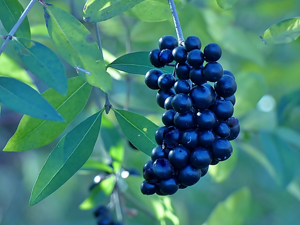 Blaue Beeren . . . . Foto & Bild natur, pflanzen, beeren Bilder auf