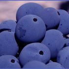 blaue beeren