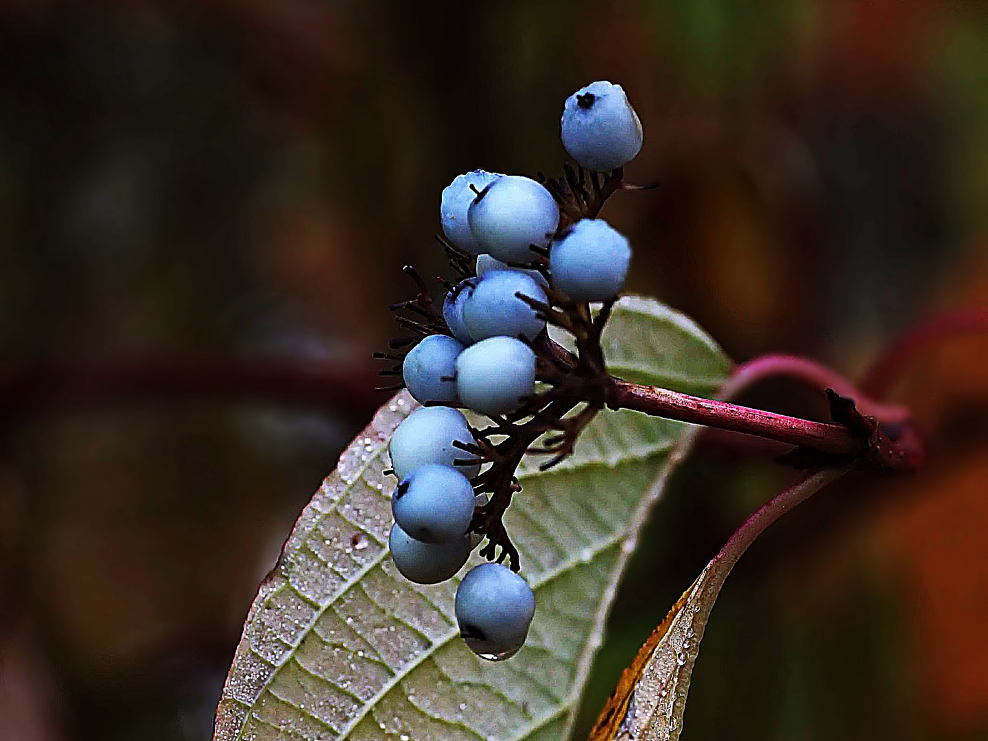 blaue Beeren