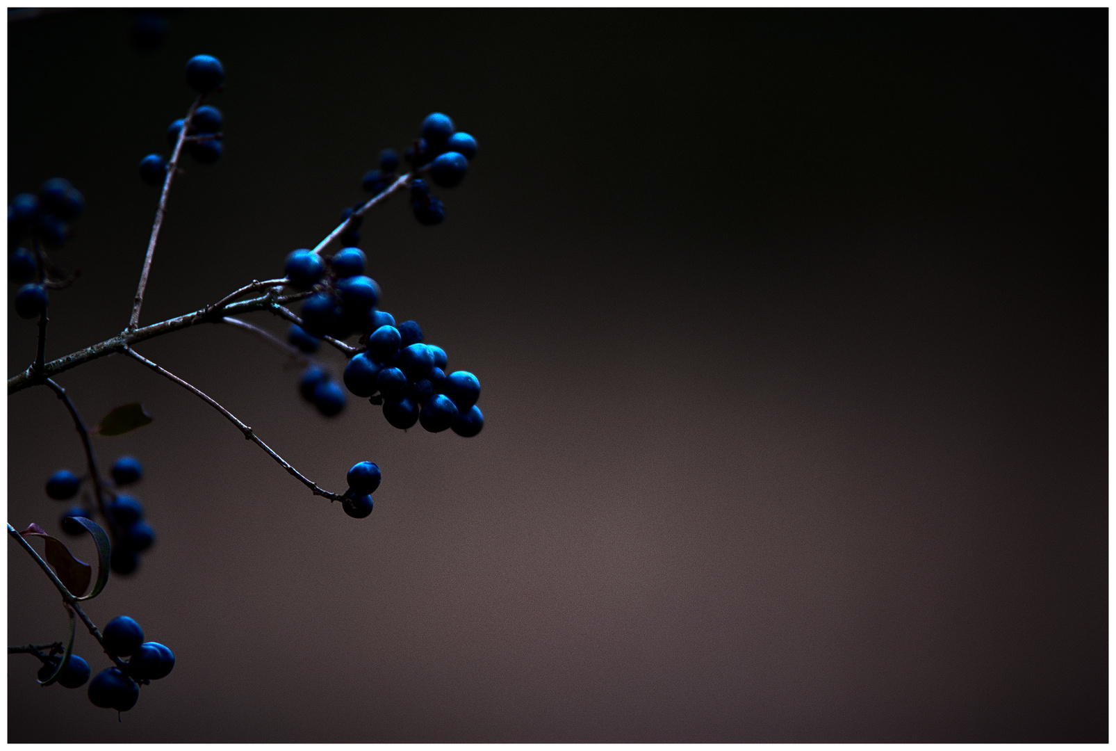 Blaue Beeren