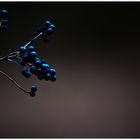 Blaue Beeren