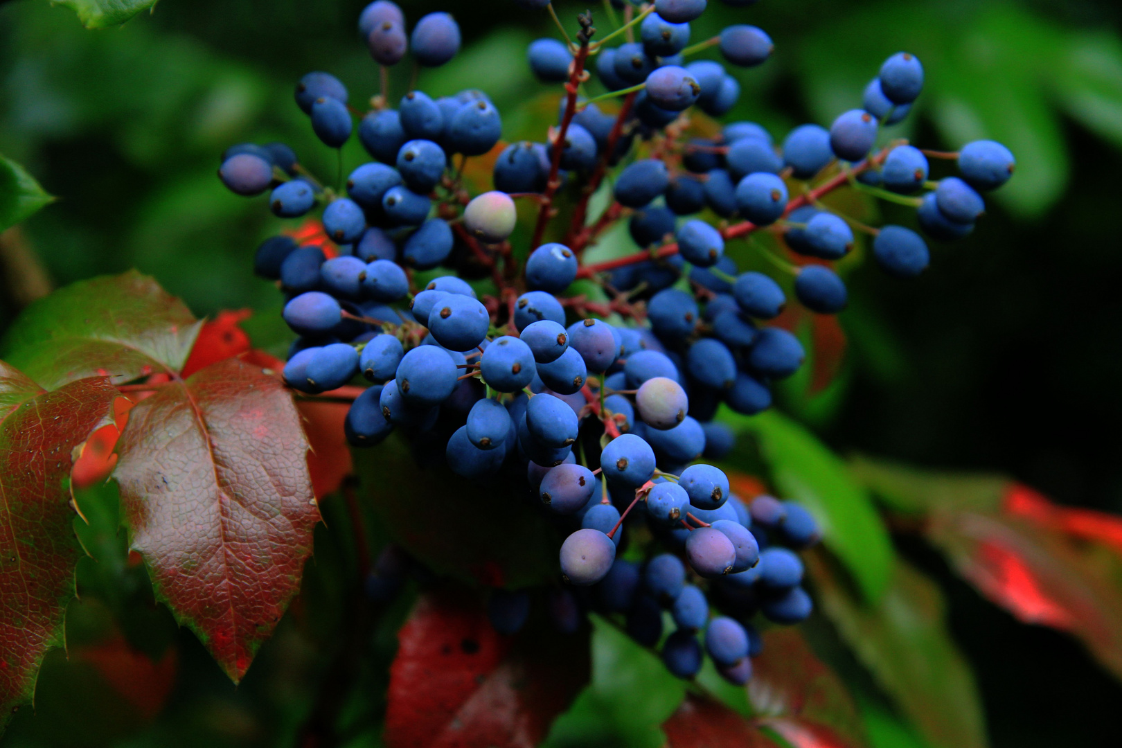 blaue Beeren