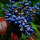 blaue Beeren