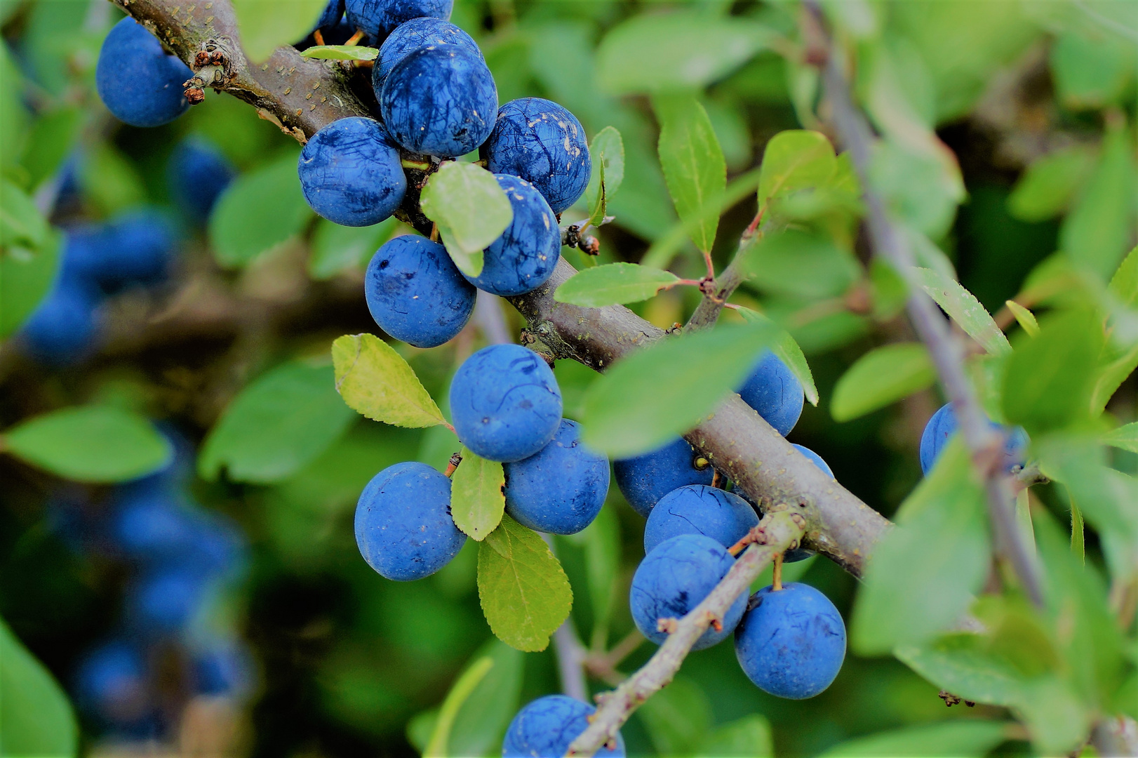 blaue Beeren