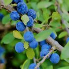 blaue Beeren