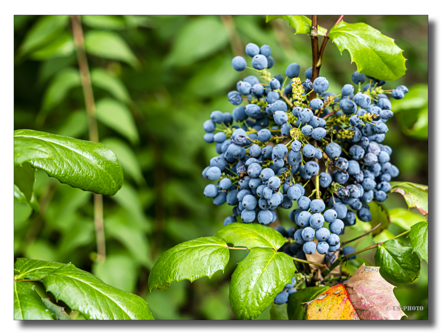 Blaue Beeren