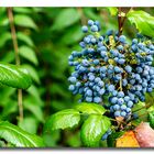 Blaue Beeren