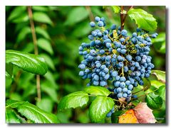 Blaue Beeren