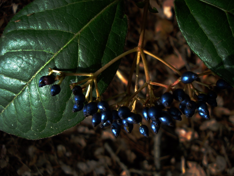 Blaue Beeren