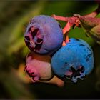 blaue Beeren