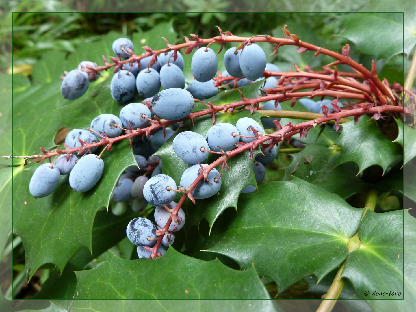 blaue Beeren - aber keine Blaubeeren