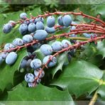 blaue Beeren - aber keine Blaubeeren