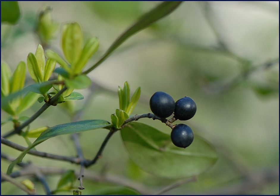 Blaue Beeren