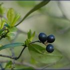 Blaue Beeren