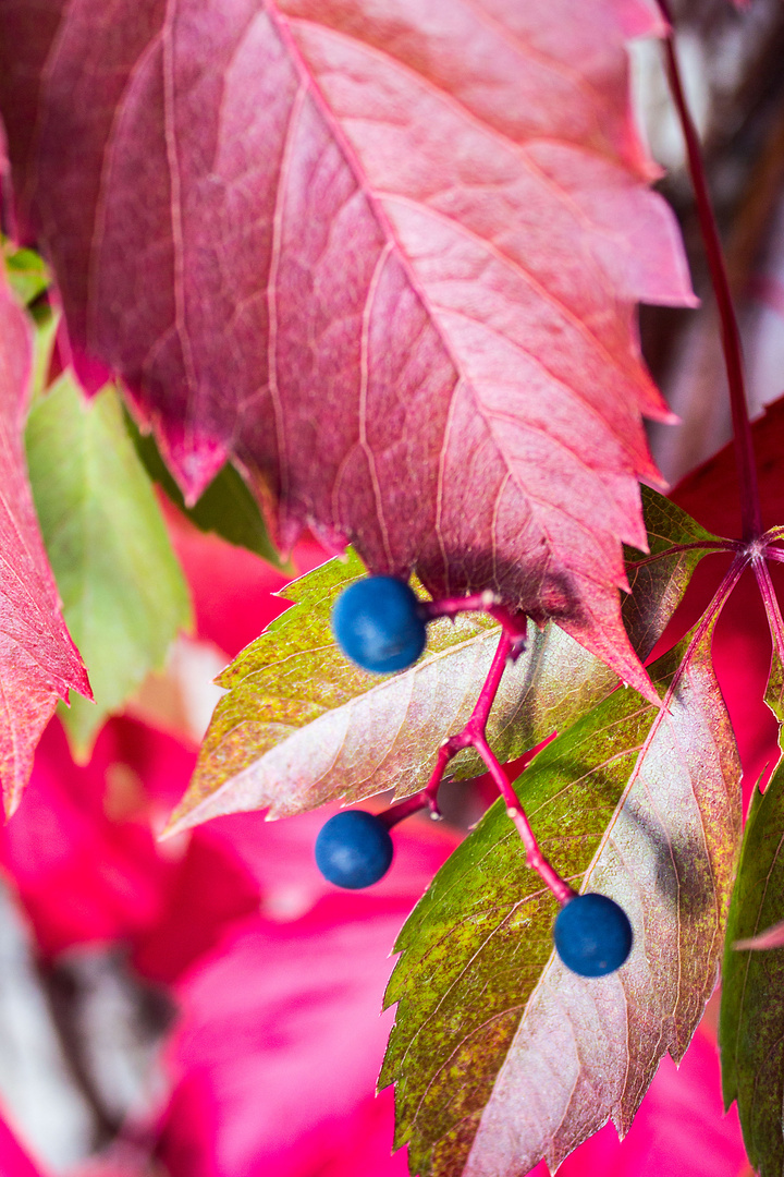 blaue Beeren