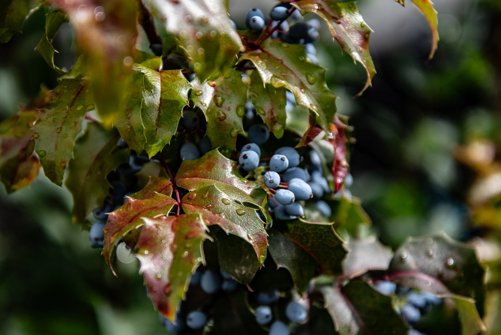 Blaue Beeren