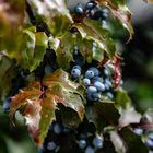 Blaue Beeren