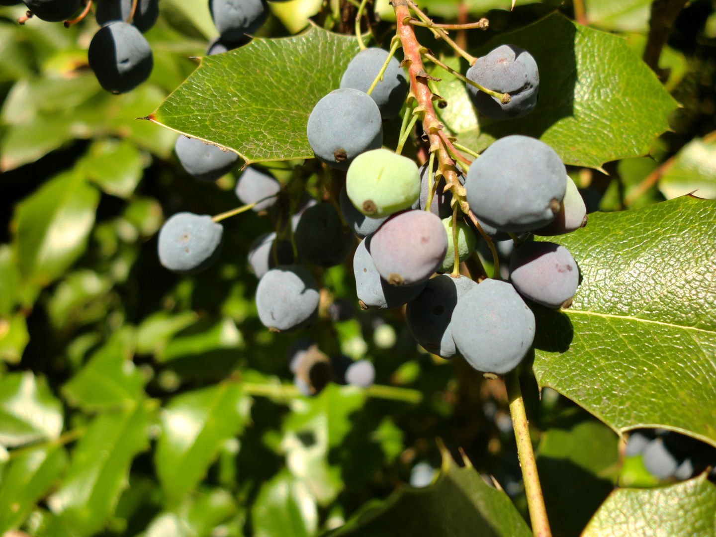 Blaue Beeren