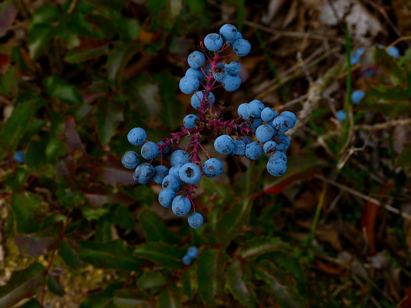 blaue Beeren